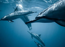 开云：云端开放，成就企业的未来